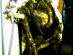 Whore buried herself in poop bathtub